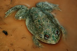 Water-holding Frog (Cyclorana platycephala) Copyright Scott Eipper. Photograph by Scott Eipper.