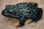 Carpenter Frog (Limnodynastes lignarius) Copyright Scott Eipper. Photograph by Scott Eipper.