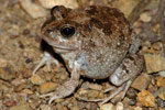 Ornate Burrowing Frog (Opisthodon ornatus) Copyright Scott Eipper. Photograph by Scott Eipper.