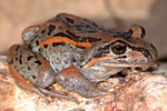 Salmon-striped Frog (Limnodynastes salmini) Copyright Scott Eipper. Photograph by Scott Eipper.