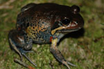 Northern Banjo Frog (Limnodynastes terraereginae) Copyright Scott Eipper. Photograph by Scott Eipper.