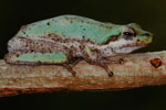 Northern Dwarf Tree Frog (Litoria bicolor) Copyright Scott Eipper. Photograph by Scott Eipper.