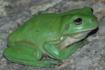Green Tree Frog (Litoria caerulea) Copyright Scott Eipper. Photograph by Scott Eipper.
