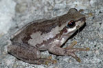 Bleating Tree Frog (Litoria dentata) Copyright Scott Eipper. Photograph by Scott Eipper.