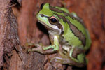 Southern Brown Tree Frog (Litoria ewingi) Copyright Scott Eipper. Photograph by Scott Eipper.