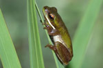 Eastern Dwarf Tree Frog (Litoria fallax) Copyright Scott Eipper. Photograph by Scott Eipper.