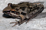 Freycinet's Frog (Litoria freycineti) Copyright Scott Eipper. Photograph by Scott Eipper.