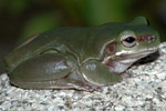 Centralian Tree Frog (Litoria gilleni) Copyright Scott Eipper. Photograph by Scott Eipper.