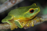 Dainty Tree Frog (Litoria gracilenta) Copyright Scott Eipper. Photograph by Scott Eipper.