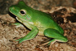 White-lipped Tree Frog (Litoria infrafrenata) Copyright Scott Eipper. Photograph by Scott Eipper.