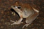 Broad-palmed Frog (Litoria latopalmata) Copyright Scott Eipper. Photograph by Scott Eipper.
