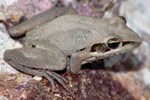 Broad-palmed Frog (Litoria latopalmata) Copyright Scott Eipper. Photograph by Scott Eipper.