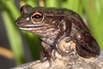 Motorbike Frog (Litoria moorei) Copyright Scott Eipper. Photograph by Scott Eipper.