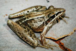 Rocket Frog (Litoria nasuta) Copyright Scott Eipper. Photograph by Scott Eipper.