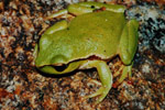 Leaf Green Tree Frog (Litoria nudidigita) Copyright Scott Eipper. Photograph by Scott Eipper.