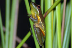 Olongburra Tree Frog (Litoria olongburensis) Copyright Scott Eipper. Photograph by Scott Eipper.