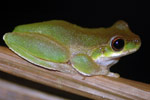 Pearson's Tree Frog (Litoria pearsoniana) Copyright Scott Eipper. Photograph by Scott Eipper.