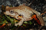 Peron's Tree Frog (Litoria peroni) Copyright Scott Eipper. Photograph by Scott Eipper.