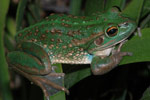 Growling Grass Frog (Litoria raniformis) Copyright Scott Eipper. Photograph by Scott Eipper.