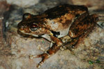 Roth's Tree Frog (Litoria rothi) Copyright Scott Eipper. Photograph by Scott Eipper.