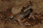 Desert Tree Frog (Litoria rubella) Copyright Scott Eipper. Photograph by Scott Eipper.