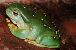 Magnificent Tree Frog (Litoria splendida) Copyright Scott Eipper. Photograph by Scott Eipper.