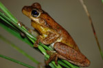 Tyler's Tree Frog (Litoria tyleri) Copyright Scott Eipper. Photograph by Scott Eipper.
