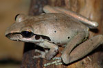 Stoney Creek Frog (Litoria wilcoxi) Copyright Scott Eipper. Photograph by Scott Eipper.