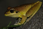 Stoney Creek Frog (Litoria wilcoxi) Copyright Scott Eipper. Photograph by Scott Eipper.