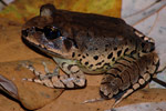 Great Barred Frog (Mixophyes fasciolatus) Copyright Scott Eipper. Photograph by Scott Eipper.