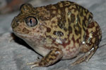 Mallee Spadefoot Toad (Neobatrachus pictus) Copyright Scott Eipper. Photograph by Scott Eipper.