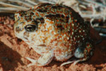 Desert Spadefoot Toad (Notaden nichollsi) Copyright Scott Eipper. Photograph by Scott Eipper.
