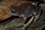 Bibron's Toadlet (Pseudophryne bibroni) Copyright Scott Eipper. Photograph by Scott Eipper.