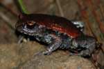 Copper-backed Brood Frog (Pseudophryne raveni) Copyright Scott Eipper. Photograph by Scott Eipper.