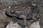 Dusky Toadlet (Uperoleia fusca) Copyright Scott Eipper. Photograph by Scott Eipper.