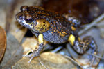 Tyler's Toadlet (Uperoleia tyleri) Copyright Scott Eipper. Photograph by Scott Eipper.