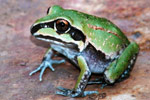 Giant Frog (Cyclorana australis) Copyright Scott Eipper. Photograph by Scott Eipper.