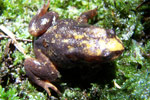 Baw Baw Frog (Philoria frosti) Copyright Joanne North. Photograph by Joanne North.