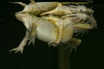 Spotted Marsh Frog (Limnodynastes tasmaniensis) Copyright Amphibian Research Centre.