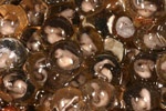 Victorian Smooth Froglet (Geocrinia victoriana) Copyright Amphibian Research Centre.