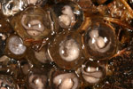 Victorian Smooth Froglet (Geocrinia victoriana) Copyright Amphibian Research Centre.