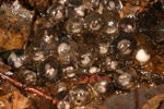 Victorian Smooth Froglet (Geocrinia victoriana) Copyright Amphibian Research Centre.