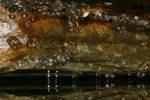 Great Barred Frog (Mixophyes fasciolatus) Copyright Amphibian Research Centre.