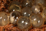 Red-crowned Toadlet (Pseudophryne australis) Copyright Amphibian Research Centre.