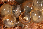 Red-crowned Toadlet (Pseudophryne australis) Copyright Amphibian Research Centre.