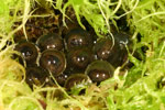 Southern Corroboree Frog (Pseudophryne corroboree) Copyright Amphibian Research Centre.