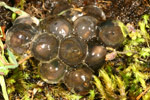 Victorian Smooth Froglet (geocrinia victoriana) Copyright Amphibian Research Centre.