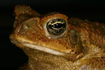 Cane Toad (Bufo marinus) Copyright Amphibian Research Centre.