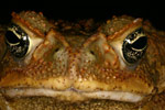 Cane Toad (Bufo marinus) Copyright Amphibian Research Centre.