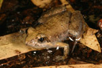 Eastern Sign-bearing Froglet (Crinia parinsignifera) Copyright Amphibian Research Centre.